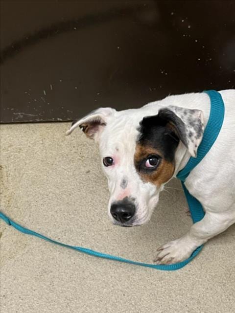 Photo of Wishbone, adoptable Jack Russell Terrier (Parson Russell Terrier) in Chapel Hill, North Carolina