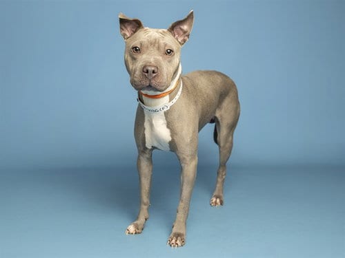 Photo of Nyla, adoptable American Pit Bull Terrier in Phoenix, Arizona
