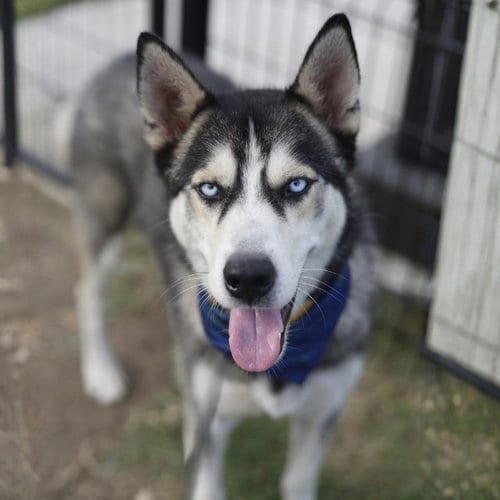 Photo of Apollo, adoptable Husky in San Antonio, Texas