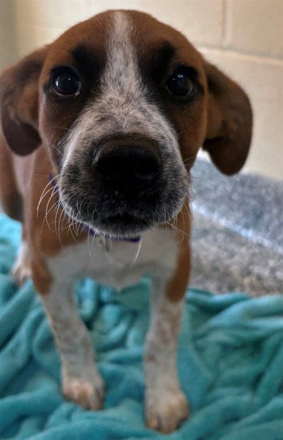 Photo of Maggie, adoptable Feist in Brewster, Massachusetts