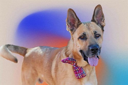 Photo of Max, adoptable German Shepherd Dog in Albuquerque, New Mexico