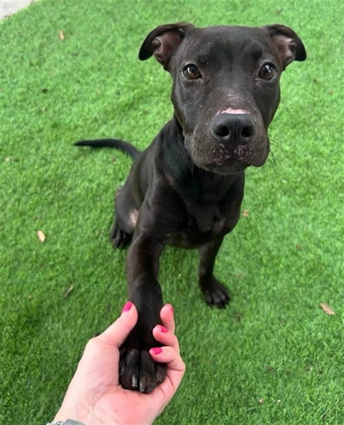 Photo of Axle, adoptable Pit Bull Terrier in Fort Myers, Florida