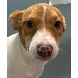Photo of Cheryi, adoptable Golden Retriever in San Antonio, Texas