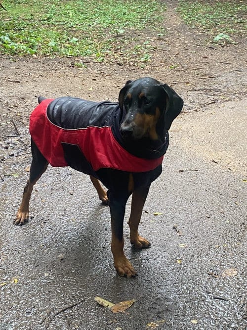 Photo of Blue, adoptable Doberman Pinscher in Minneaoplis, Minnesota