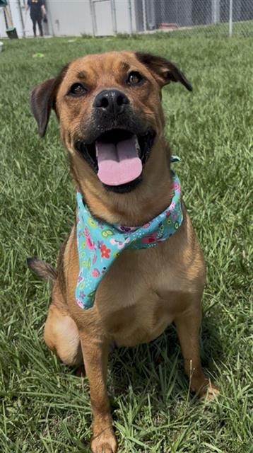 Photo of Nala, adoptable Labrador Retriever in Rosenberg, Texas