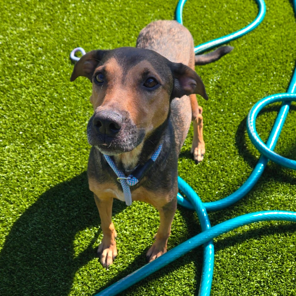 Photo of Maggie, adoptable Hound in Spartanburg, South Carolina
