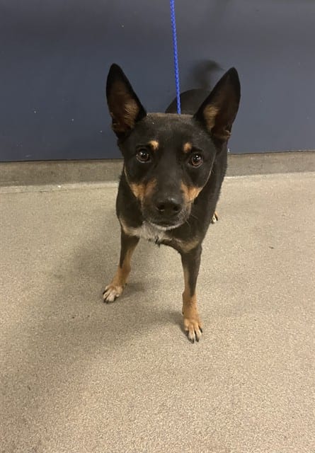 Photo of Nate, adoptable Terrier in Miami, Florida