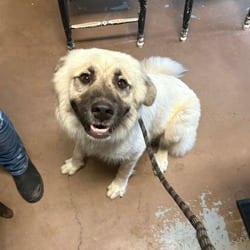 Photo of Ceasar, adoptable Anatolian Shepherd in Stephenville, Texas