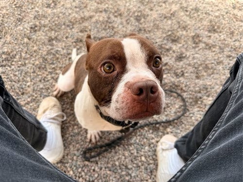 Photo of Baguette, adoptable Boston Terrier in Mesa, Arizona