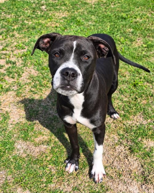 Photo of Widow, adoptable Pit Bull Terrier in Rockwall, Texas