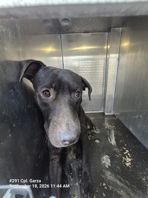 Photo of Cacahuate, adoptable American Staffordshire Terrier in San Antonio, Texas