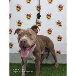 Photo of Boyce, adoptable American Pit Bull Terrier in Land O'Lakes, Florida
