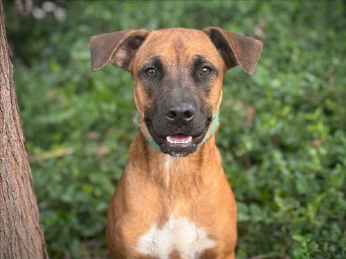 Photo of Fonz, adoptable Boxer in San Pedro, California
