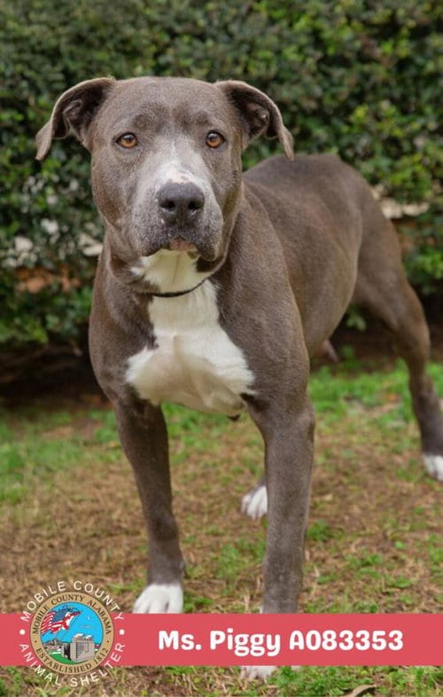 Photo of Ms. Piggy, adoptable American Bulldog in Mobile, Alabama