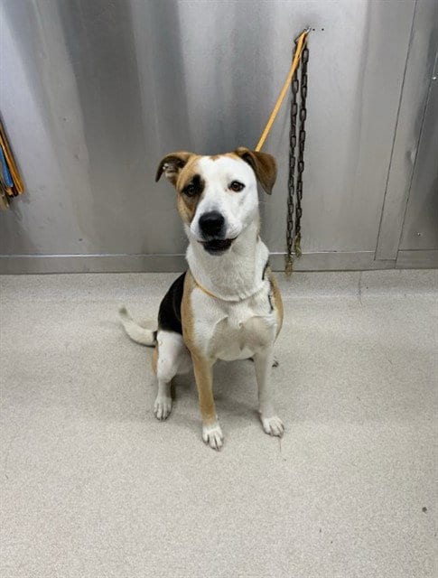 Photo of Tova, adoptable Husky in Fairbanks, Alaska
