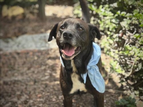 Photo of Toby, adoptable Labrador Retriever in San Pedro, California