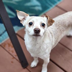 Photo of Rooster, adoptable Chihuahua in CUMMING, Georgia