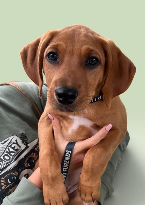 Photo of Savannah's Litter: Ontario, adoptable Labrador Retriever in Rockville, Maryland