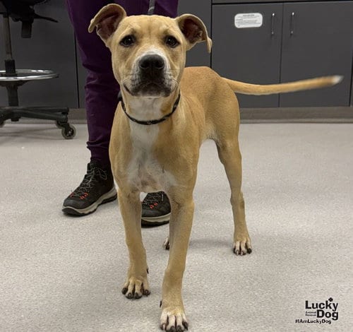Photo of Wiggles, adoptable Labrador Retriever in Washington, District of Columbia