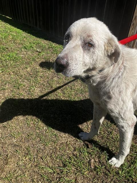 Photo of Apache, adoptable Great Pyrenees