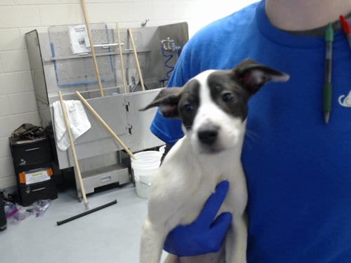 Photo of A434500, adoptable Pit Bull Terrier in Fayetteville, North Carolina