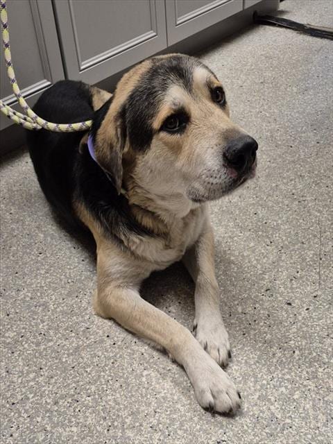 Photo of Acorn, adoptable German Shepherd Dog in Lodi, California