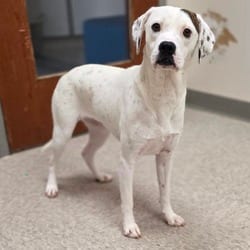 Photo of Queens, adoptable Hound (Unknown Type) Mixed Breed (Medium) in Chatham, Virginia