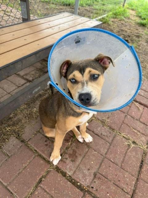 Photo of Velvet, adoptable German Shepherd Dog in Houston, Texas