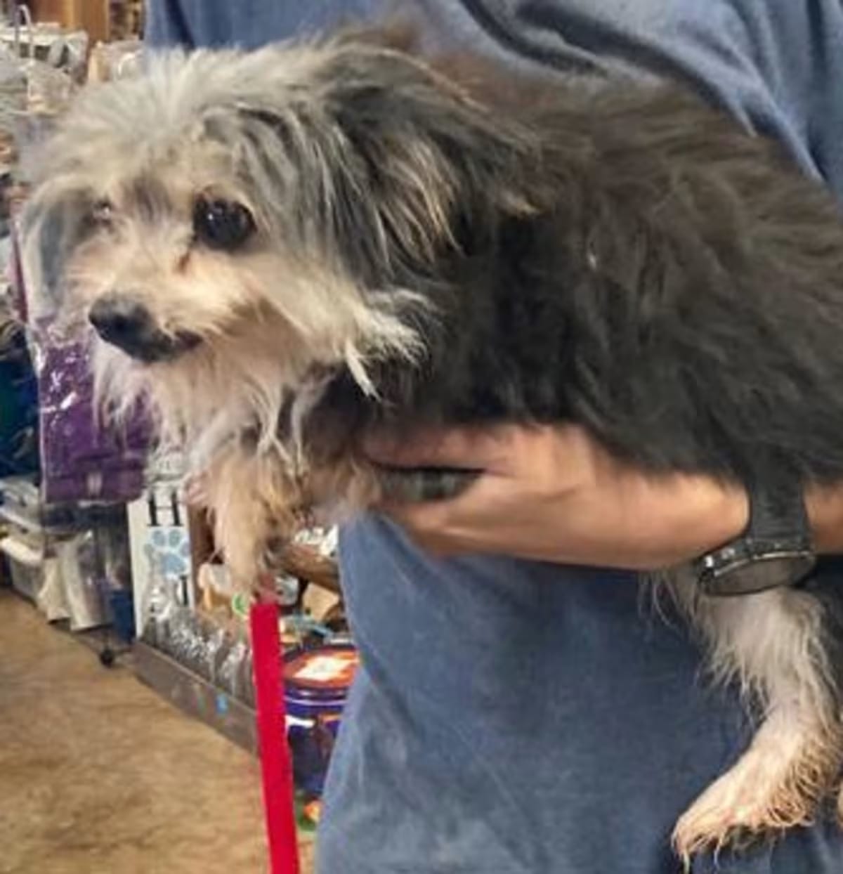 Photo of Sally, adoptable Yorkie, Yorkshire Terrier in Yellville, Arkansas