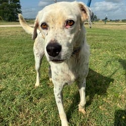 Photo of Julian JuM, adoptable Pointer Labrador Retriever in Hartford, Connecticut