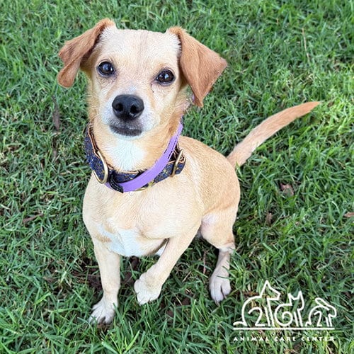 Photo of Freddy, adoptable Chihuahua in Irvine, California