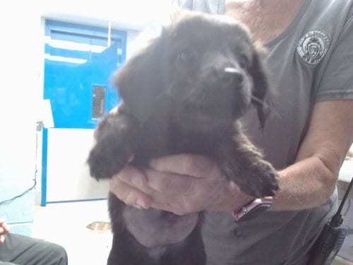 Photo of Sally, adoptable Chihuahua in Albuquerque, New Mexico