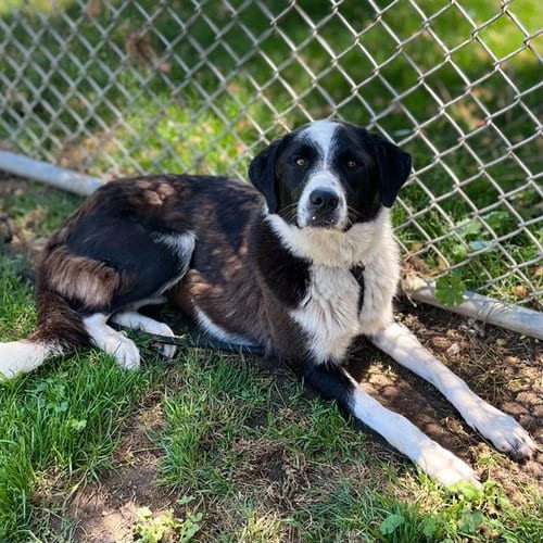 Photo of Annie, adoptable Border Collie in Modesto, California