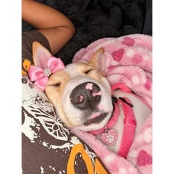 Photo of Coco Bean, adoptable Mixed Breed (Medium) in New Castle, Delaware