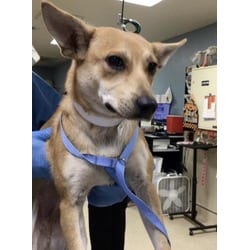Photo of Judy, adoptable Terrier (Unknown Type, Medium) in Jurupa Valley, California