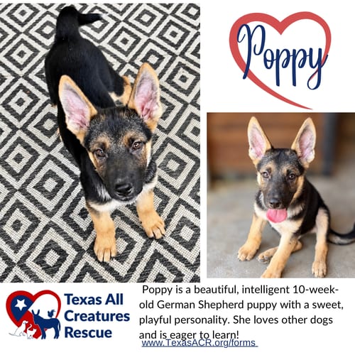 Photo of Poppy, adoptable German Shepherd Dog in Lillian, Texas
