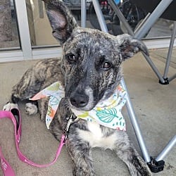 Photo of Turtle, adoptable American Pit Bull Terrier German Shepherd Dog in Locust Grove, Georgia