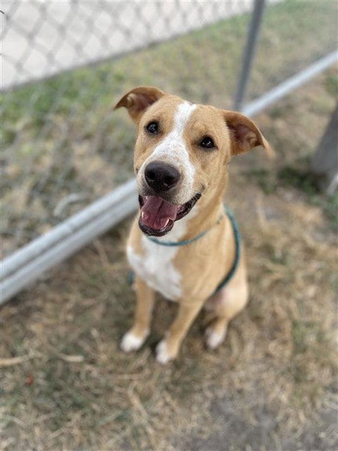 Photo of Goldie, adoptable Labrador Retriever in Corpus Christi, Texas