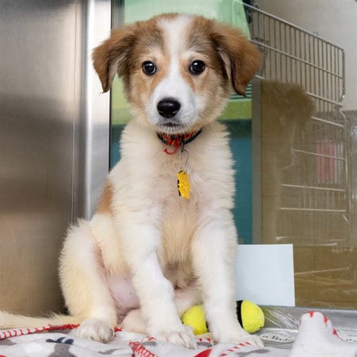 Photo of Iris, adoptable German Shepherd Dog in St Louis, Missouri