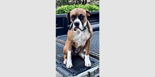 Photo of Wilson II, adoptable Boxer in Austin, Texas