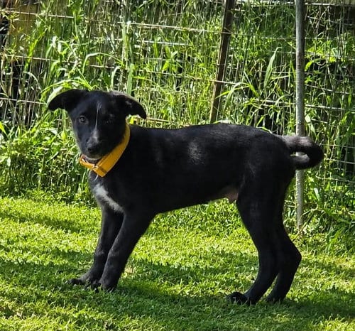 Photo of Skunk - The Adventurer, adoptable Border Collie in Oakhurst, New Jersey