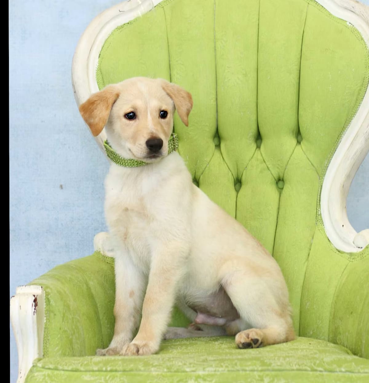 Photo of Kovu, adoptable Labrador Retriever/Retriever (Unknown Type) in New Milford, Connecticut