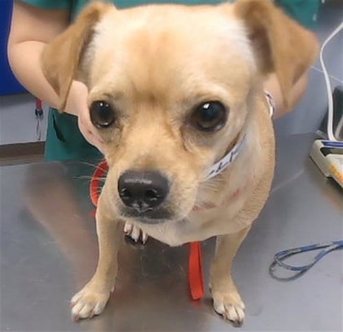 Photo of Sharpie, adoptable Chihuahua in Phoenix, Arizona