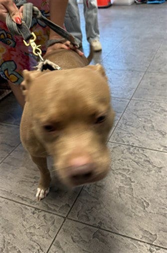 Photo of Chloe, adoptable Pit Bull Terrier in Los Angeles, California