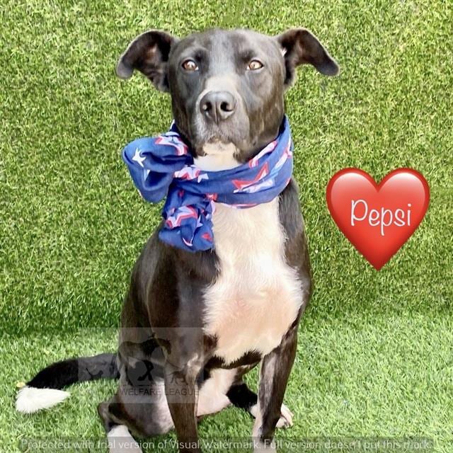Photo of Pepsi, adoptable Border Collie mix in Chicago Ridge, Illinois