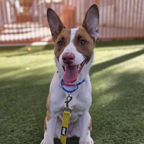 Photo of Nilla, adoptable Basenji in Las Vegas, Nevada
