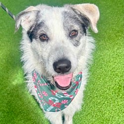 Photo of Hobbs, adoptable Mixed Breed (Medium) in Loxahatchee, Florida