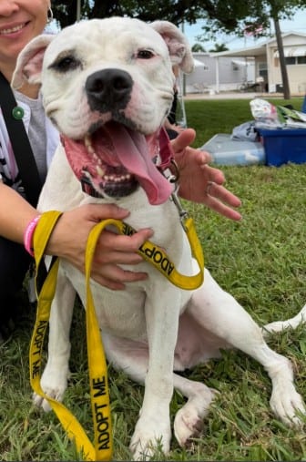 Photo of Ton Ton, adoptable dog in Palmetto, Florida