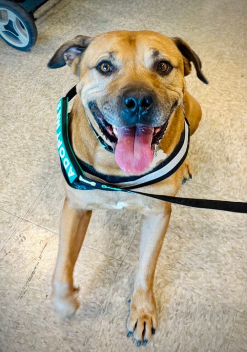 Photo of Champ the family dog, adoptable American Staffordshire Terrier in Phoenix, Arizona