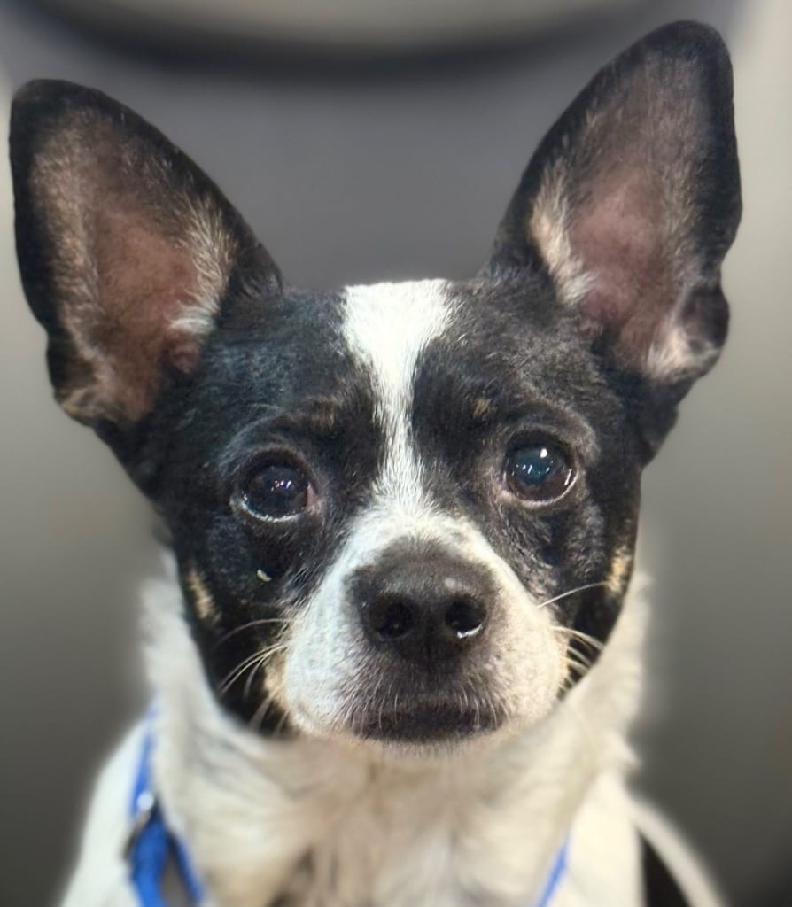Photo of Peabody, adoptable Rat Terrier in Crossville, Tennessee